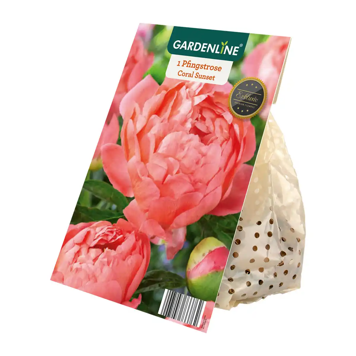 Bild 4 von GARDENLINE Premium-Pfingstrosenknolle