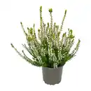 Bild 3 von GARDENLINE Calluna vulgaris