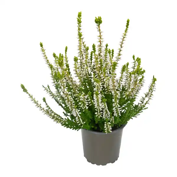 Bild 3 von GARDENLINE Calluna vulgaris