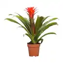 Bild 3 von GARDENLINE Guzmanie / Vriesea