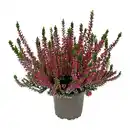 Bild 2 von GARDENLINE Calluna vulgaris