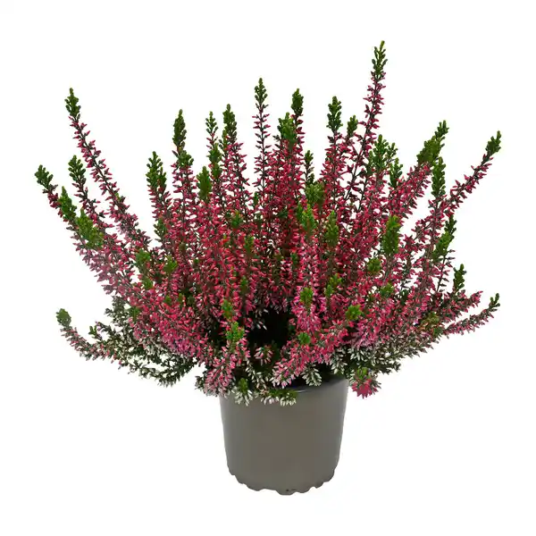Bild 2 von GARDENLINE Calluna vulgaris