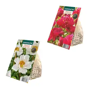 GARDENLINE Premium-Pfingstrosenknolle