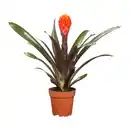 Bild 2 von GARDENLINE Guzmanie / Vriesea