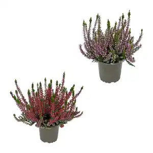 GARDENLINE Calluna vulgaris