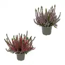 Bild 1 von GARDENLINE Calluna vulgaris