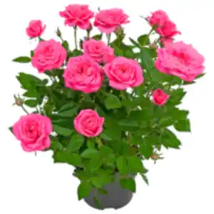 Topfrose