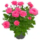 Bild 1 von Topfrose