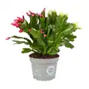 Bild 1 von GARDENLINE Herbstkaktus