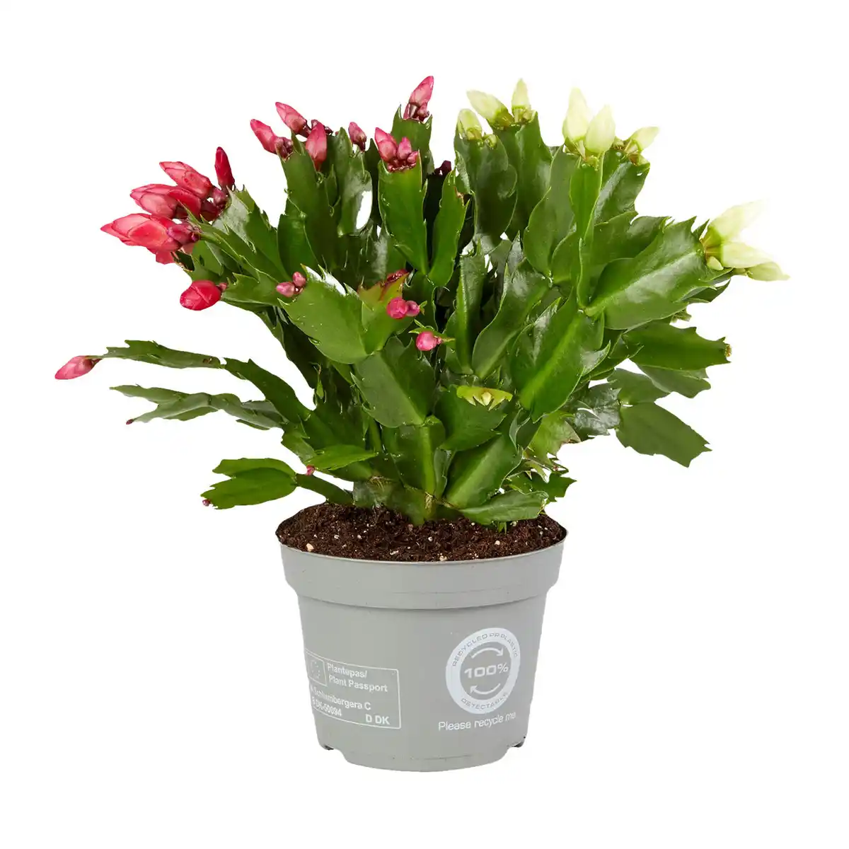 Bild 1 von GARDENLINE Herbstkaktus