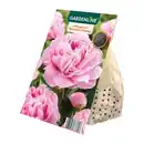 Bild 2 von GARDENLINE Premium-Pfingstrosenknolle