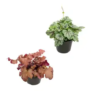 GARDENLINE Heuchera