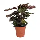 Bild 2 von GARDENLINE Premium-Grünpflanze