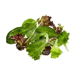 Pflücksalat