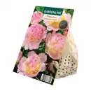 Bild 3 von GARDENLINE Premium-Pfingstrosenknolle