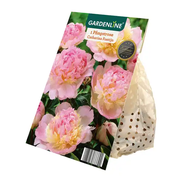 Bild 3 von GARDENLINE Premium-Pfingstrosenknolle
