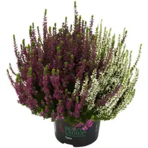 Beauty Ladies Knospenheide, Wuchshöhe (max.): 20 cm