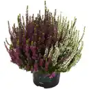 Bild 1 von Beauty Ladies Knospenheide, Wuchshöhe (max.): 20 cm