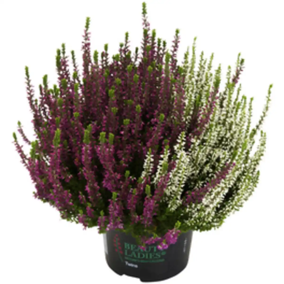 Bild 1 von Beauty Ladies Knospenheide, Wuchshöhe (max.): 20 cm