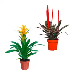 GARDENLINE Guzmanie / Vriesea