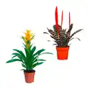 Bild 1 von GARDENLINE Guzmanie / Vriesea