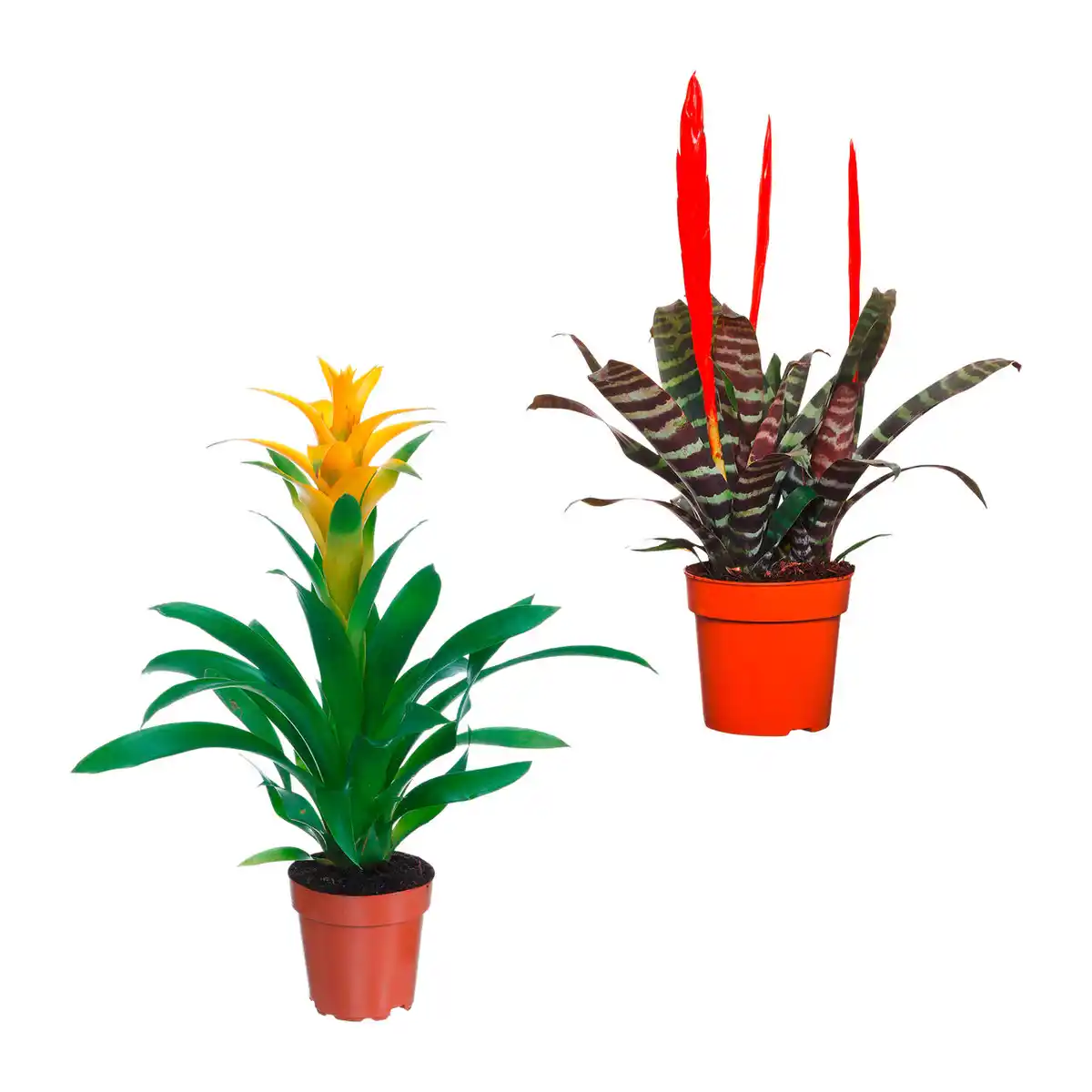 Bild 1 von GARDENLINE Guzmanie / Vriesea