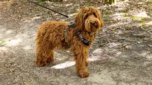 ROMEO Hundegeschirr