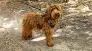 Bild 1 von ROMEO Hundegeschirr