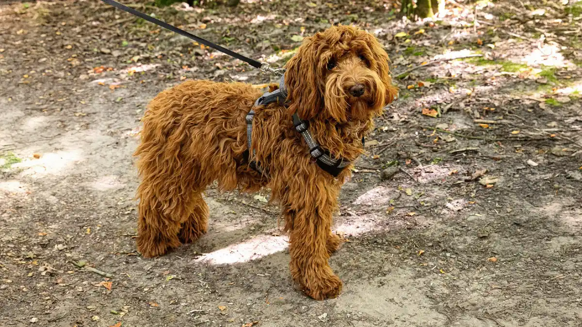 Bild 1 von ROMEO Hundegeschirr