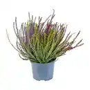 Bild 3 von GARDENLINE Callunenbusch bunt