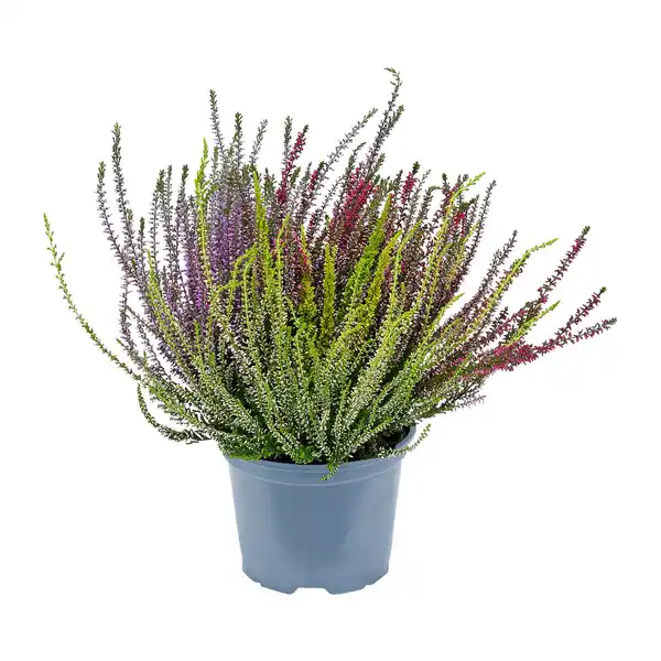 Bild 3 von GARDENLINE Callunenbusch bunt