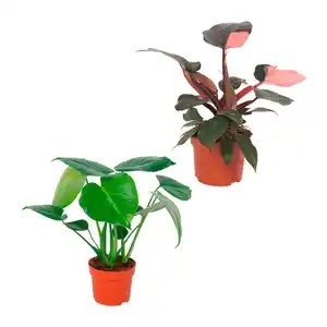 GARDENLINE Premium-Grünpflanze