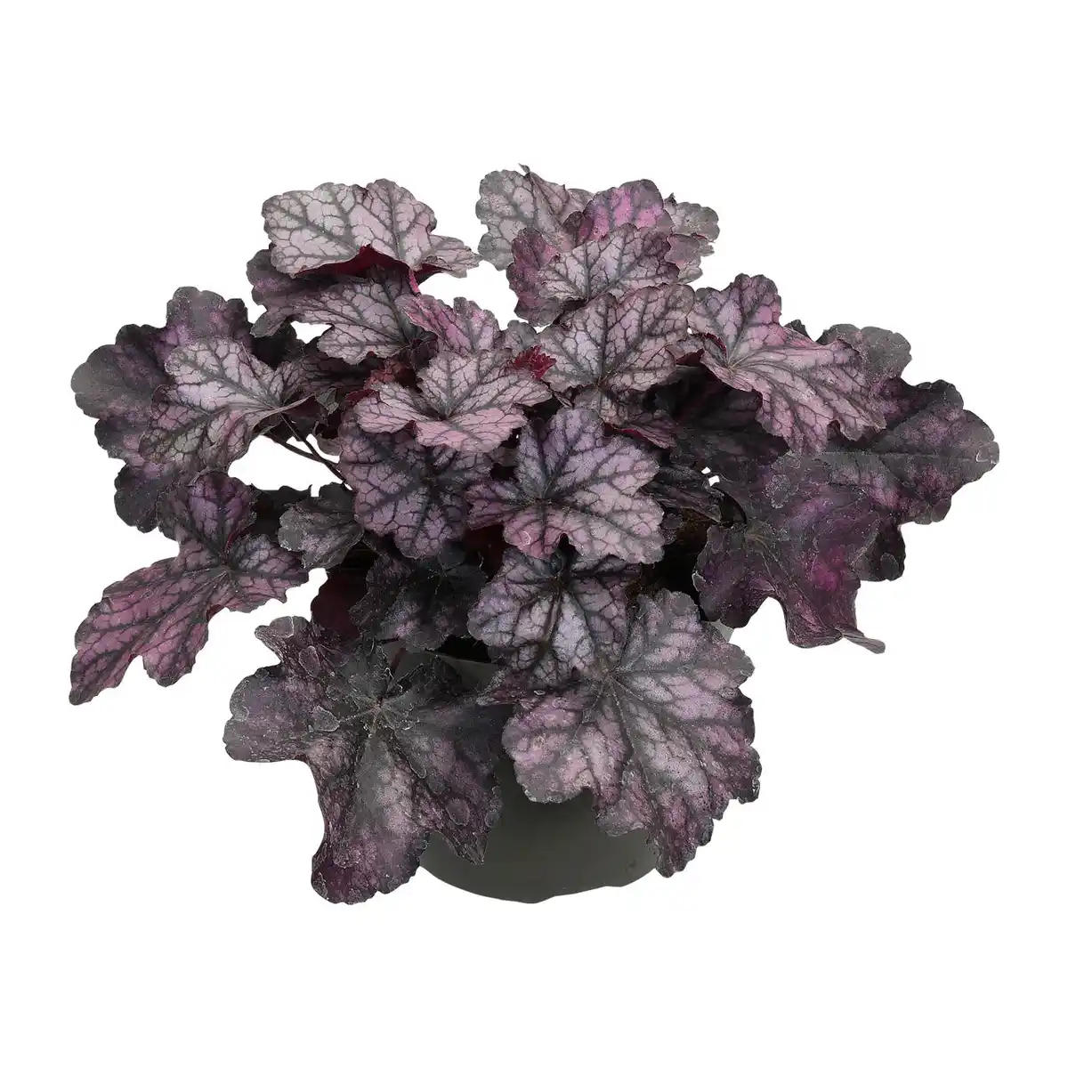 Bild 4 von GARDENLINE Heuchera