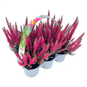 GARDENLINE Calluna Beauty Ladies® 6er-Tray, Rot