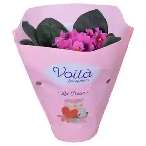 GARDENLINE Saintpaulia