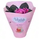 Bild 1 von GARDENLINE Saintpaulia