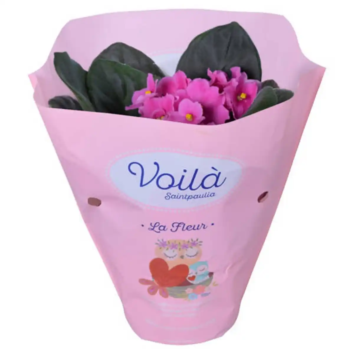 Bild 1 von GARDENLINE Saintpaulia