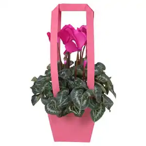 GARDENLINE Cyclame in Tragetasche