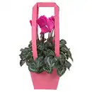 Bild 1 von GARDENLINE Cyclame in Tragetasche