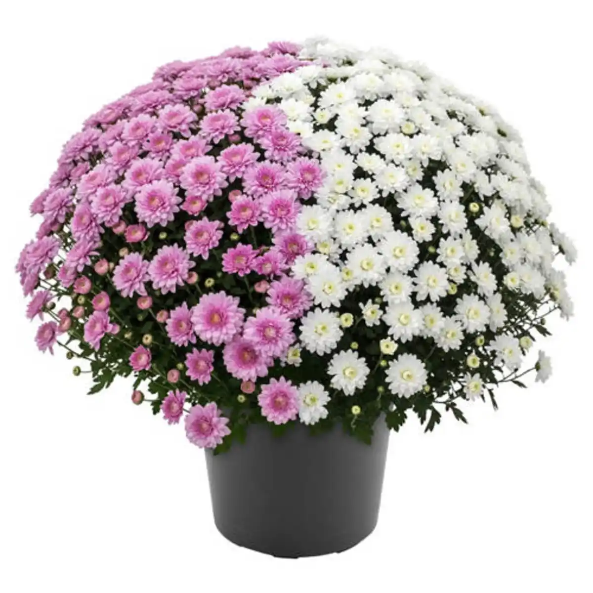 Bild 1 von GARDENLINE Chrysanthemen Busch Duo