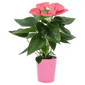 GARDENLINE Anthurium in Keramik