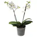 Bild 1 von GARDENLINE Zimmerpflanzen-Mix, Orchideen