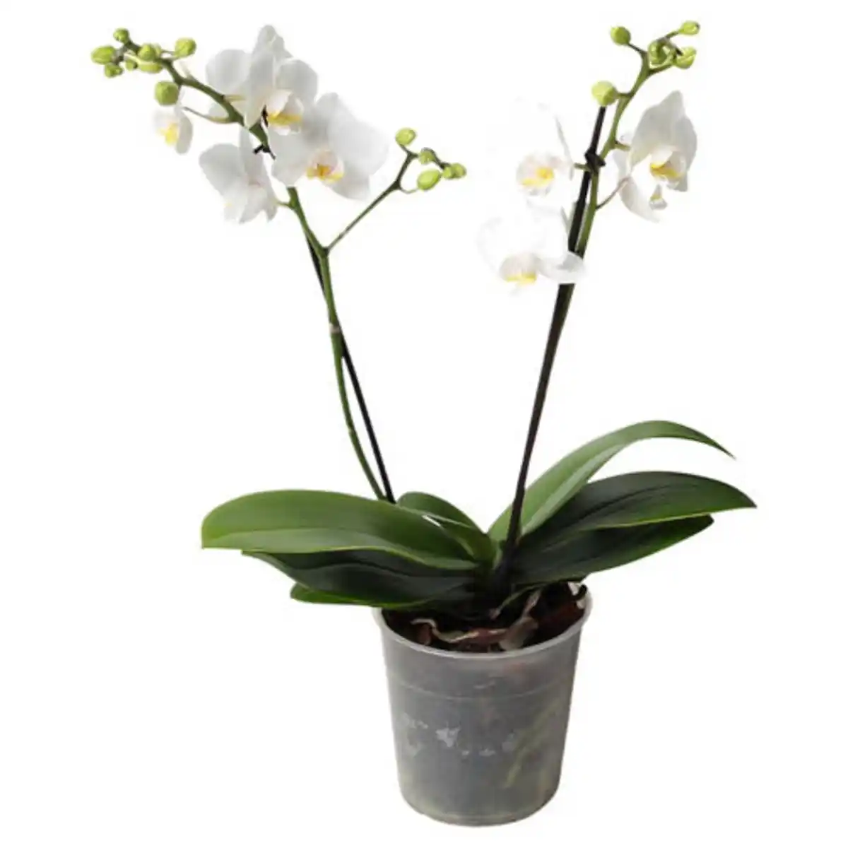 Bild 1 von GARDENLINE Zimmerpflanzen-Mix, Orchideen