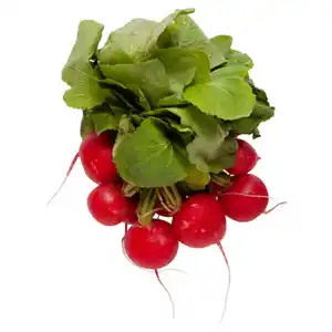 Radieschen