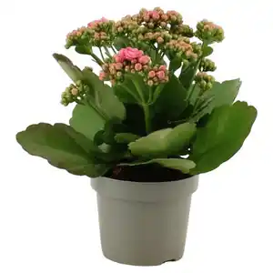 GARDENLINE Kalanchoe