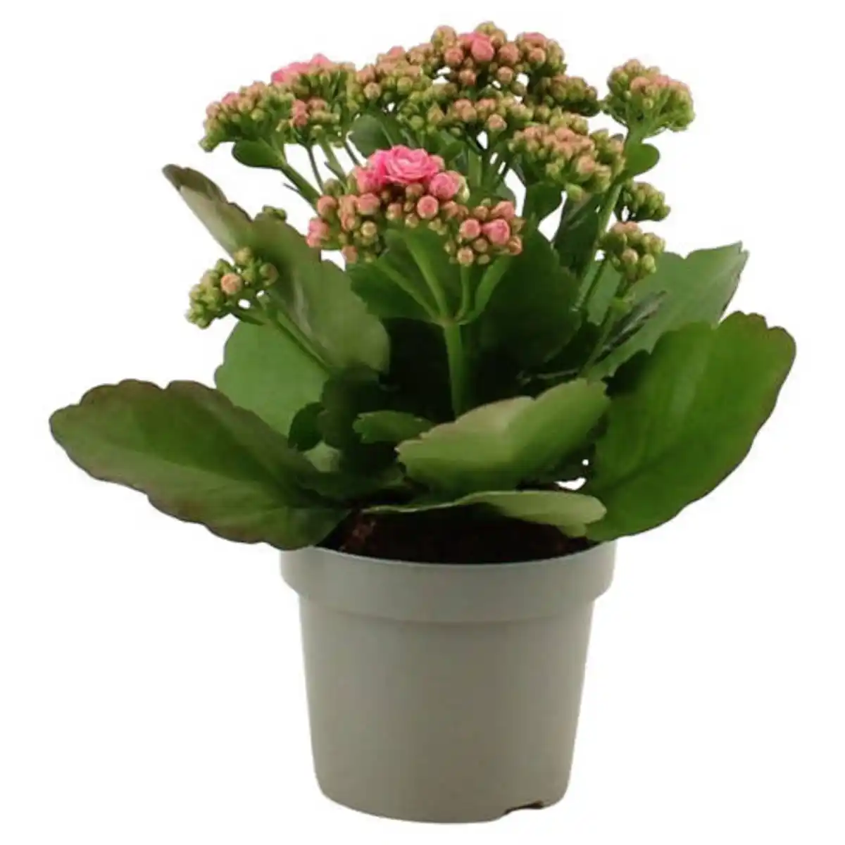 Bild 1 von GARDENLINE Kalanchoe