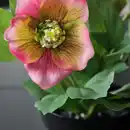 Bild 2 von FEJKA Topfpflanze, künstlich, drinnen/draußen Christrose/rosa, 9 cm