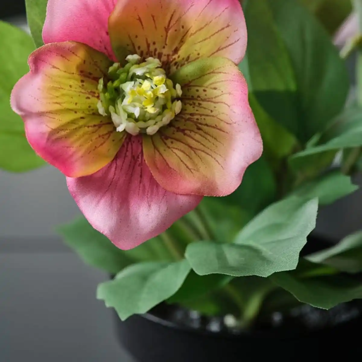 Bild 2 von FEJKA Topfpflanze, künstlich, drinnen/draußen Christrose/rosa, 9 cm