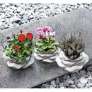 Bild 1 von Bepflanzte Steinrose