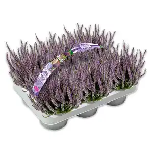 Garden Girls Premium Calluna Garden Girls "Late Line" / Herbstlavendel